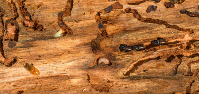 6 Tips for Choosing the Right Termite Specialist in Your Area