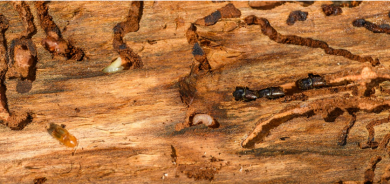 6 Tips for Choosing the Right Termite Specialist in Your Area